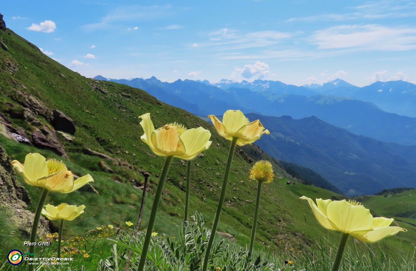 27 Pulsatilla alpina sulphurea (Anemone sulfureo).JPG